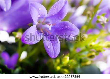 Flowers on a white background, dark blue hand bells with dew drops