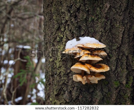 Velvet foot (Flammulina velutipes), also known as winter mushroom or golden needle mushroom, under snow