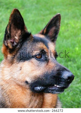 German Shephard Dog (Alsatian) concentrating. But why?