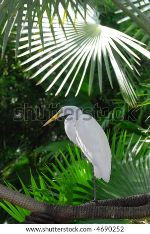 White crane on rope in palm forest