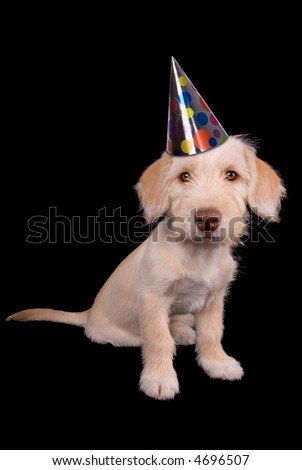 cute party hat