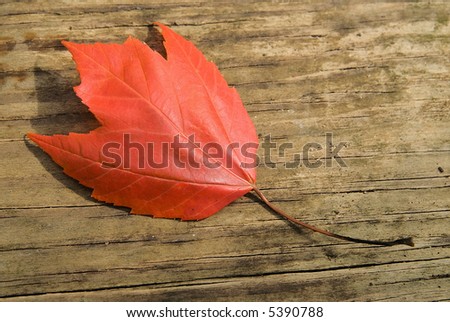 Fall leaf isolated on wood decking