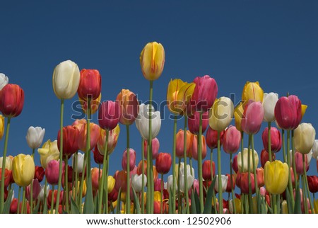 Tulip field with multi colored tulips in front of a blue sky