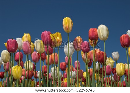 Tulip field with multi-colored tulips in front of a blue sky