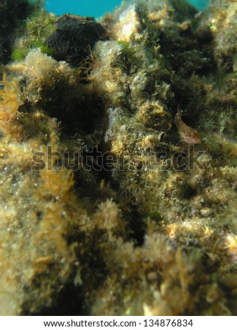 Underwater photography of very small depths. Miniature plants on stones coast. Elba, Italy, Europe, Summer.