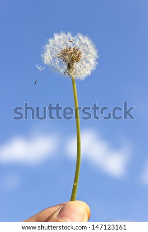 Dandelion with seeds in hand over blue sky