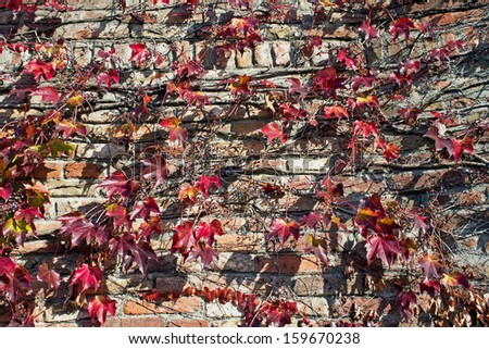 Climbing plant on old brick wall background