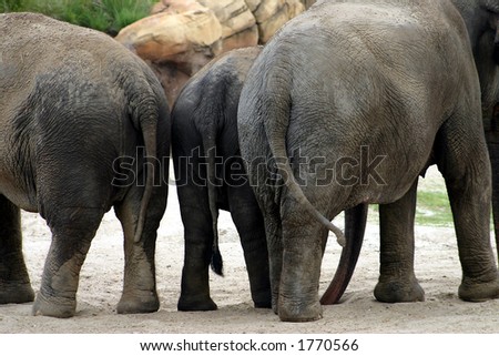 Three elephants standing together in their enclosure at Busch Gardens, Tampa, Florida