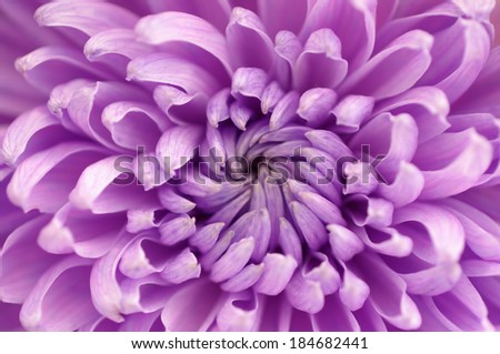 macro close up of purple chrysanthemum flower selective focus