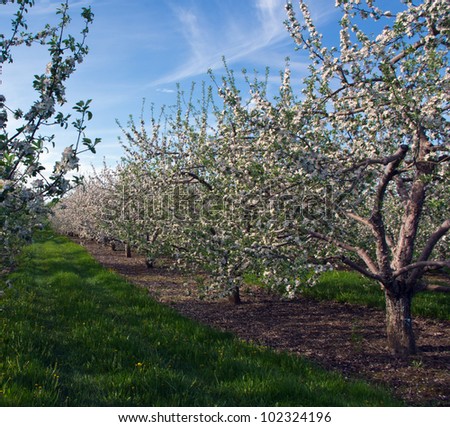 Apple Orchard with trees in Blossom and blue sky