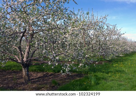 Apple Orchard with trees in Blossom and blue sky
