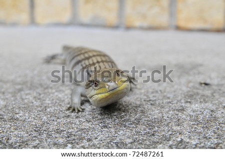 blue tongue lizard staring straight into the camera