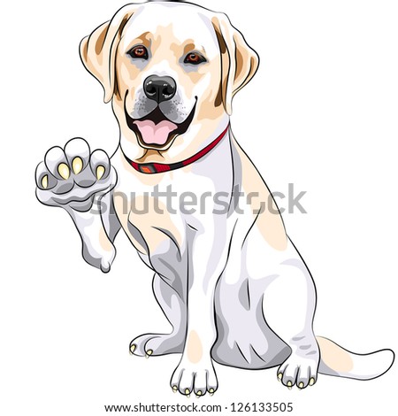 yellow cheerful dog breed Labrador Retriever smiles and gives a paw