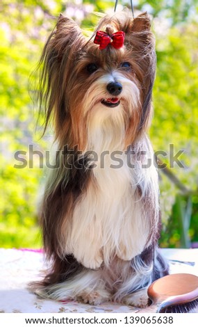 Biewer Yorkshire terrier red and black stands on his hind legs