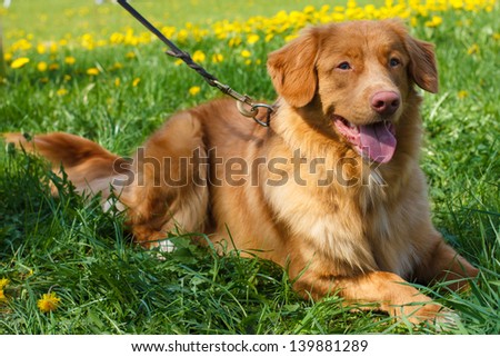 Smiling red gun dog breed Nova Scotia Duck Tolling Retriever (Toller)  lying on a green lawn blooming