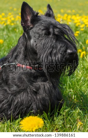 Black dog Scottish Terrier breed standing on a yellow-green blossoms lawn. Shallow depth of field