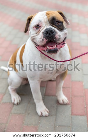 Domestic dog English Bulldog breed on leash. Focus on the dog muzzle, shallow depth of field