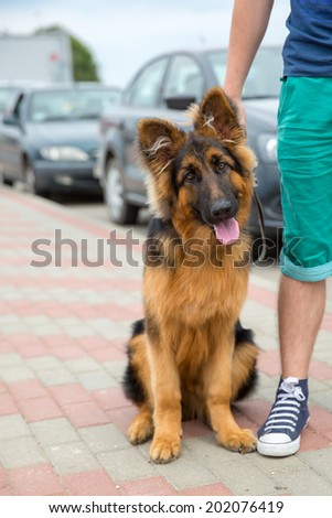 Domestic dog German Shepherd breed on leash. Focus on the dog muzzle, shallow depth of field