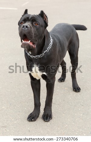 Black Dog breed Cane Corso standing. Shallow depth of field