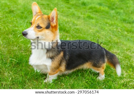 dog Pembroke Welsh corgi breed standing on a green lawn
