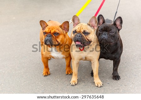 three Domestic dogs French Bulldog breed on leash. Focus on the dog muzzle, shallow depth of field