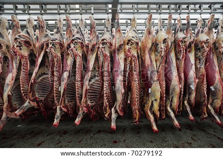 slaughterhouse cows hooks hanging half beef cold shutterstock australia search cow slaughterhouses animals barnaby depp pig