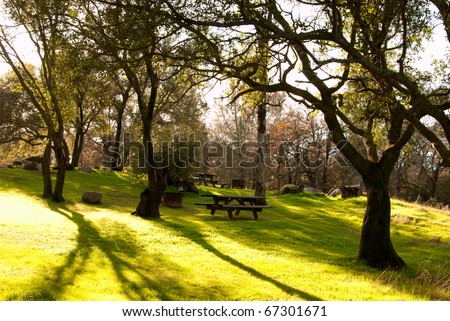 Green Spring Forest with grass, birch and oak trees, picnic table for the barbeque in the evening time
