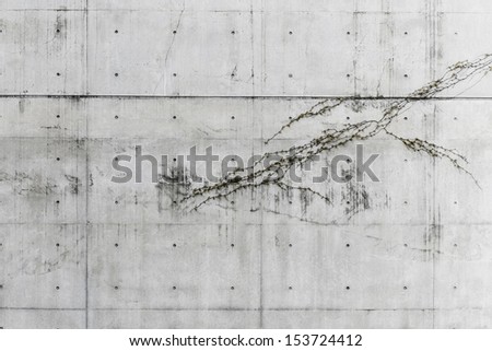 die-cast pattern concrete wall with small plant
