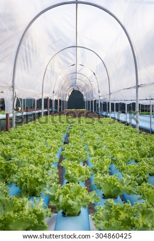 fresh green and red vegetable salad in blue water pipe under translucent roof arch shape shelter