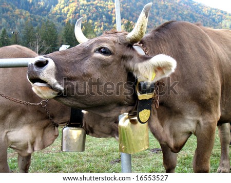 Moo of a cow - Cattle fair