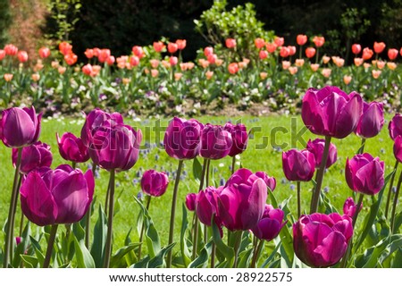 violet tulips in a garden with red tulips in background