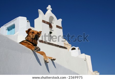 Dog on the Greek Island of Santorini