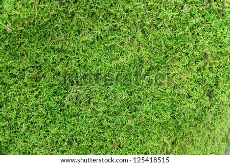 moss seamless background