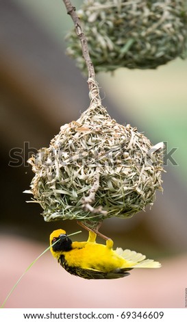Golden weaver bird hanging below nest whilst building it.