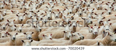 Panoramic of a flock of sheared sheep