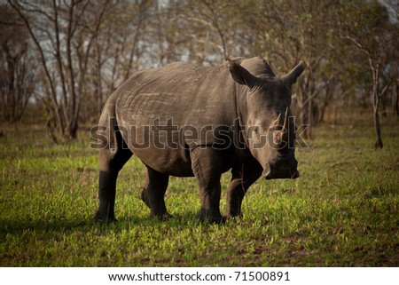 White rhino in a short grass meadow in the Kruger National Park, South Africa