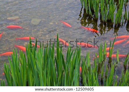 Group of golden fishes in clear pond with plants