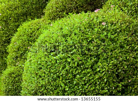 Cut green circle bushes in garden