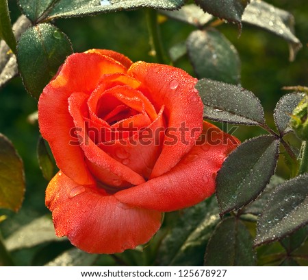 Early morning. Flower of scarlet rose covered with dew in a garden