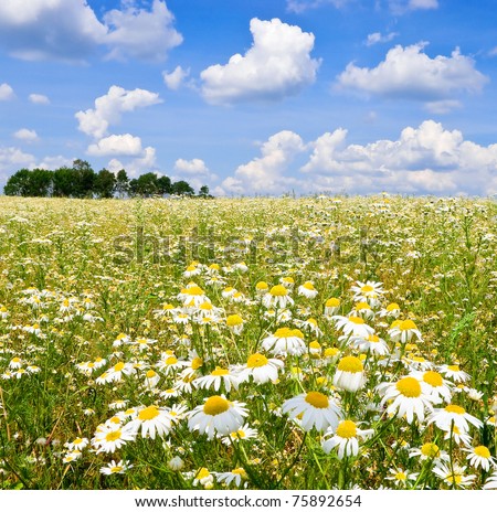 Wild Camomile