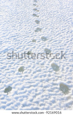 Traces of animals on melted snow