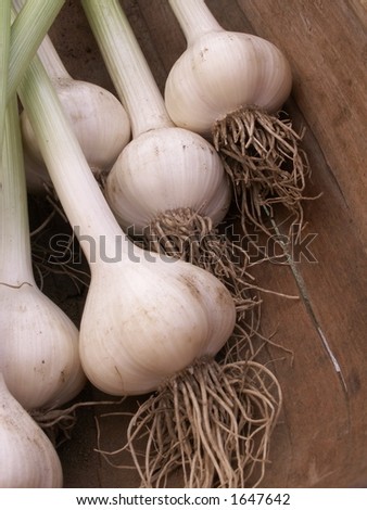 Wild Onions