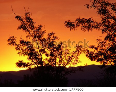 Orange Desert Sunset