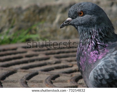 Profile of the rock dove on background of the sewer manhole.