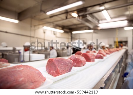 Thick cuts of raw pork beef on conveyor belt pink fresh factory line