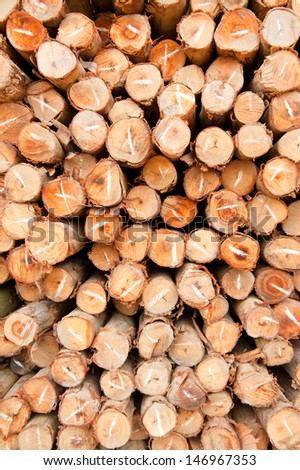 abstract of eucalyptus trees for lumber industry.