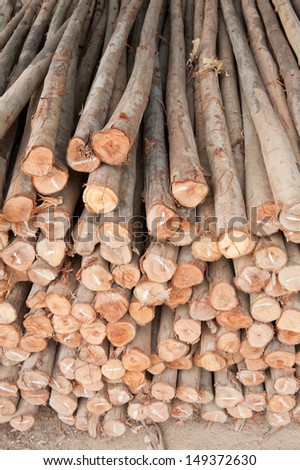 eucalyptus trees for lumber industry.