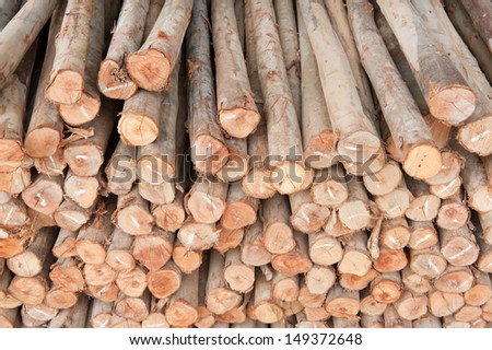 eucalyptus trees for lumber industry.