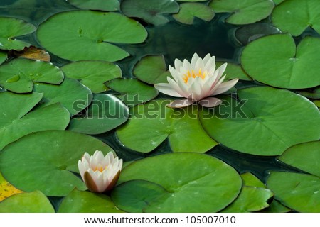 Two Lotus