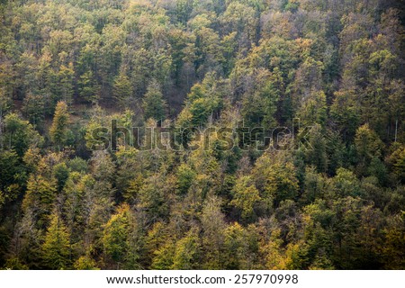 Forest texture